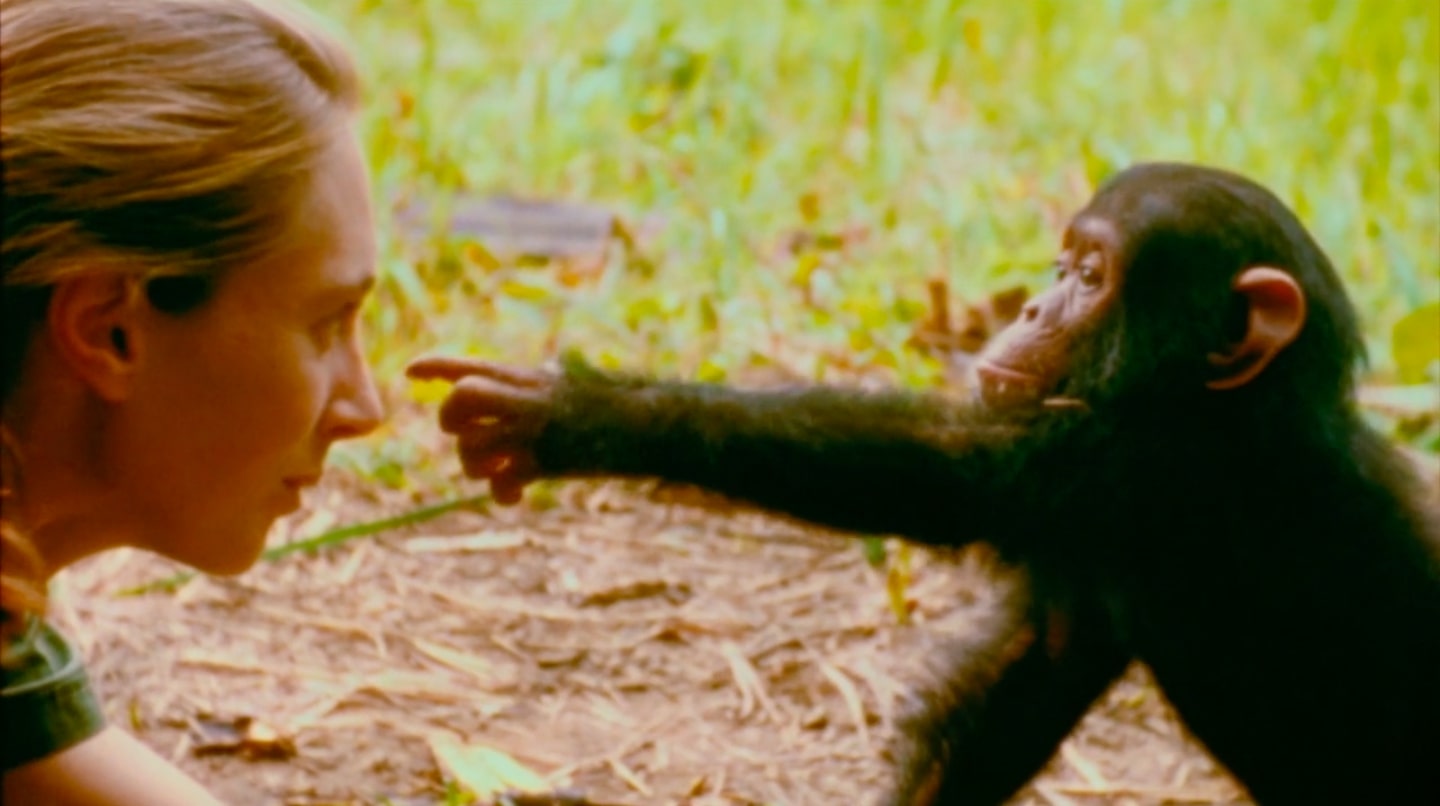JANE GOODALL