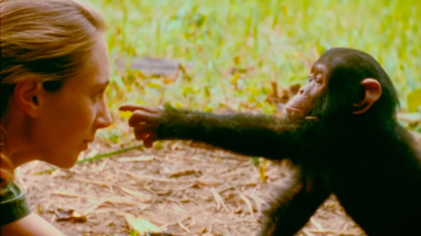 JANE GOODALL